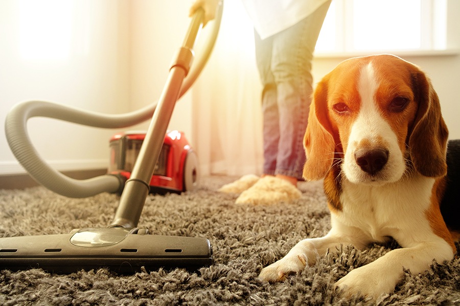 Carpet cleaning service - Auckland homes