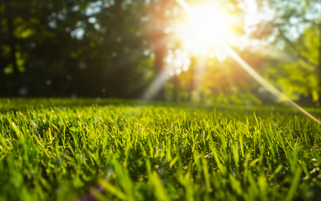 10 Ways to care for your lawn in summer heat!
