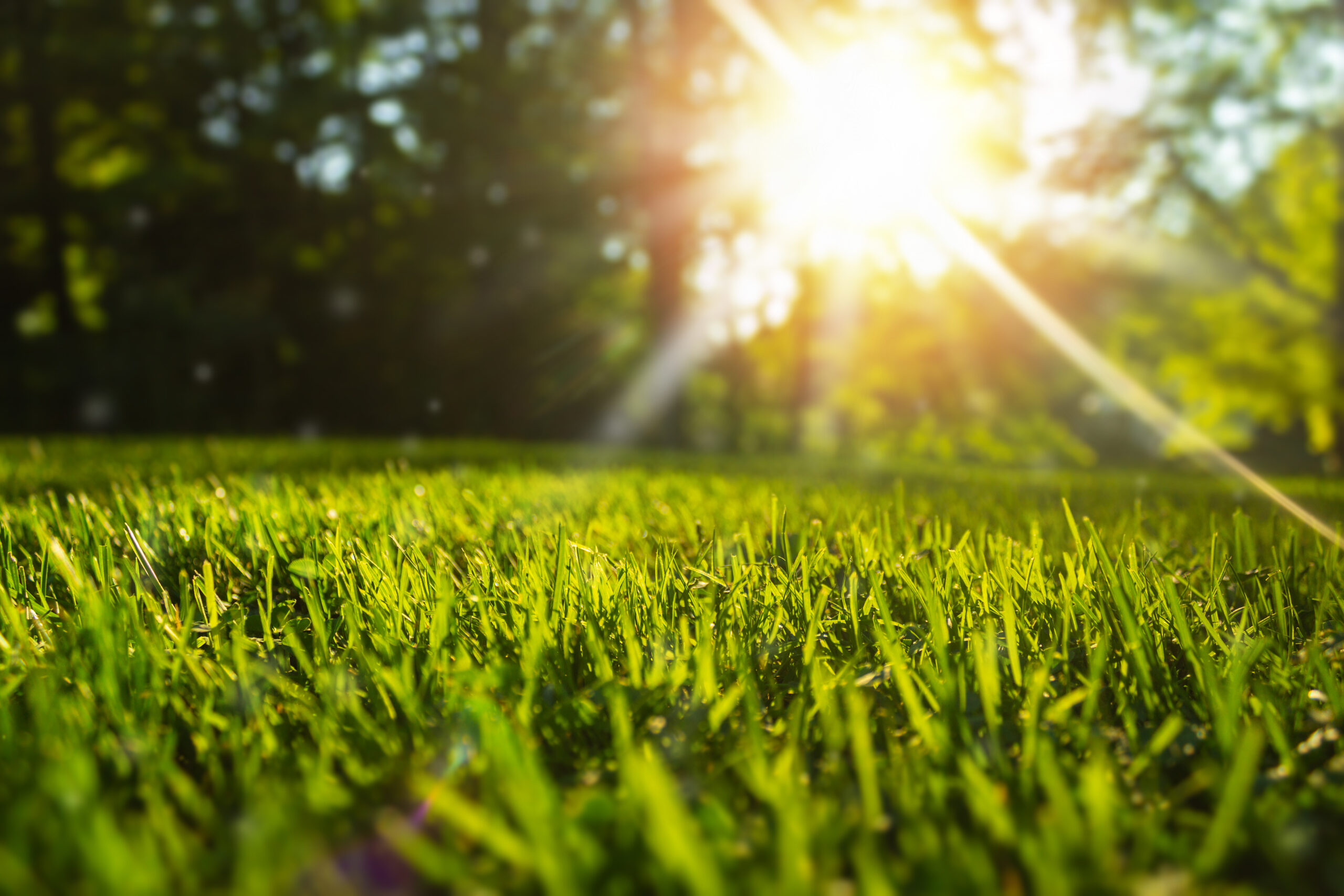 Lawn care in summer heat