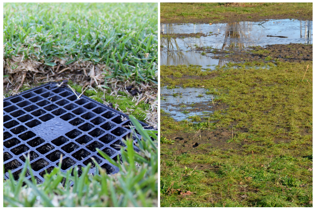 Clean Planet Spring Lawn care. The Ultimate Guide to Spring Lawn Care: Conquer Weeds and Pests. Now in Auckland and Christchurch. 